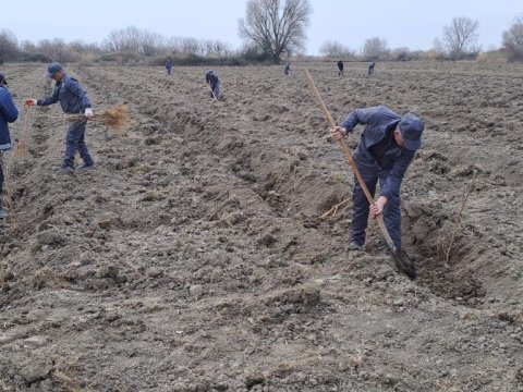 Meşə fondu torpaqlarında 14 mindən artıq ağac əkilib