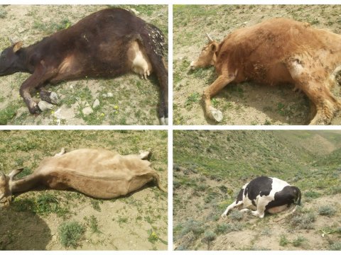 Qobustanda 10 baş inəyi ”tok” vurub öldürdü