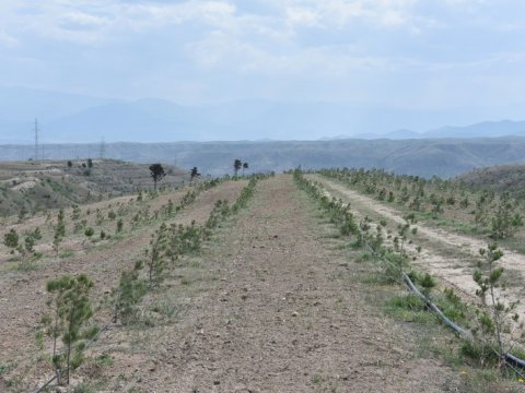 Zəngilanda 30 min ağacdan ibarət meşə massivi salındı
