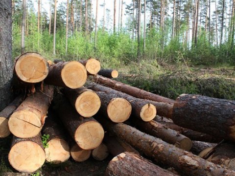 Ağacları kəsənlərə qarşı cinayət işi başlandı