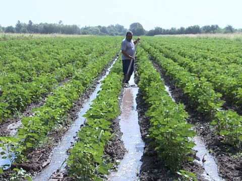 Leysanın fermerlərə vurduğu ziyan: Qiymətlər artacaq?