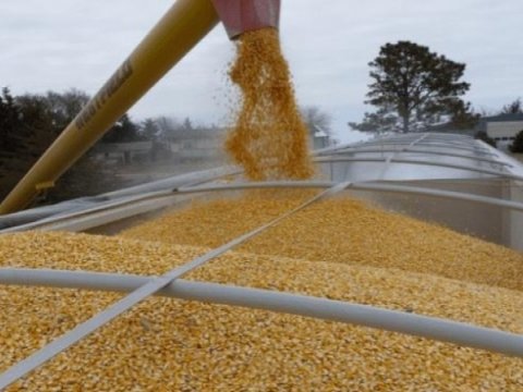 Ukraynadan 5 ölkəyə taxıl tədarükünə qadağa qoyuldu