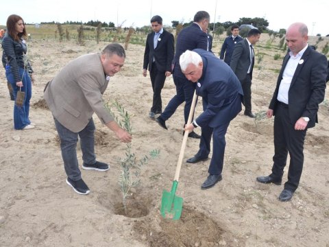 Pirallahıda qanvermə və ağacəkmə aksiyaları keçirilib - FOTOLAR