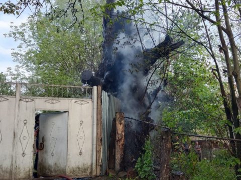 Ağacı qəsdən yandıran şəxs müəyyənləşdi - VİDEO