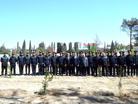 Naftalanda ağacəkmə aksiyası keçirilib - FOTOLAR