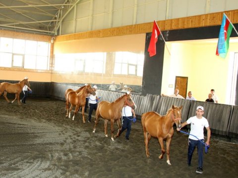 Qarabağ atlarının sərgisi keçirildi