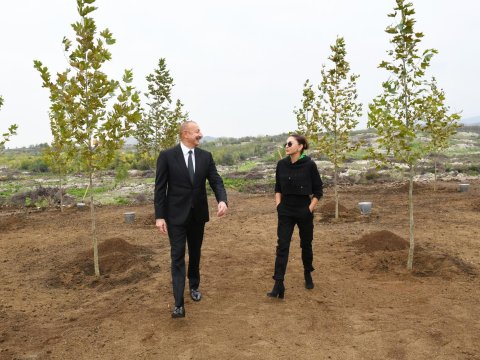 Ankaradakı qoşa çinarlar… - FOTOLAR 