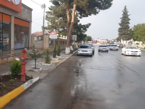 Nazirlikdən Cəlilabadda ağacların kəsilməsinə REAKSİYA