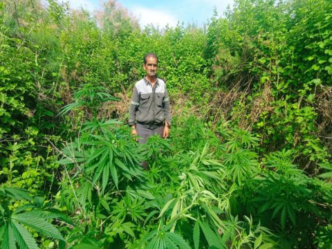 Kür sahilində narkotik yetişdirən şəxs tutuldu