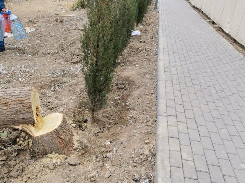 Bakıda ağaclar qanunsuz kəsilib - Araşdırma aparılır