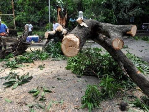 Ağac kəsərkən başına budaq düşüb öldü