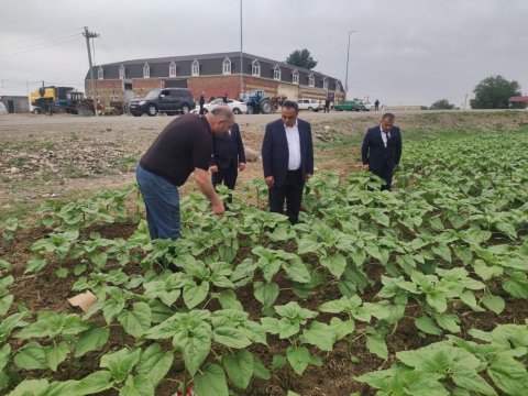 İcra başçısı fermerin günəbaxan sahəsi ilə tanış olub - FOTO