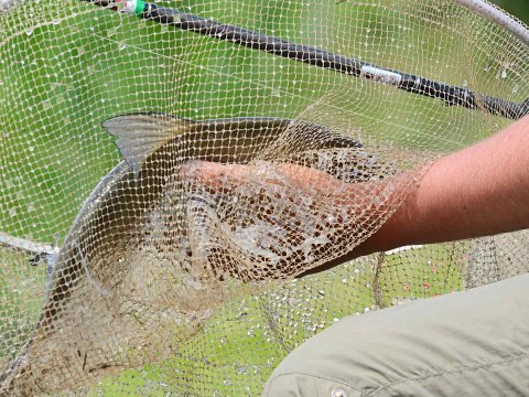 Qanunsuz balıq ovlayanlar tutuldu