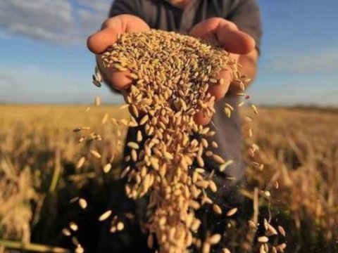 Azərbaycanda buğda əkin sahələri kəskin azalıb