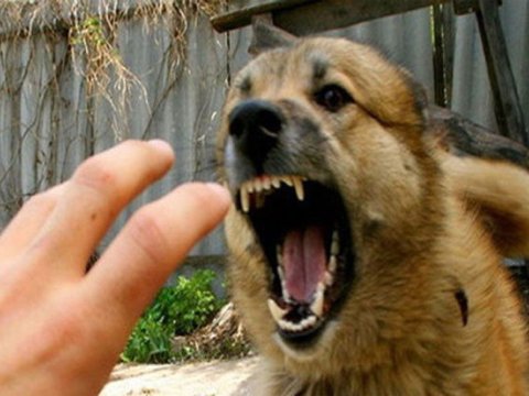 İki azyaşlını it dişlədi - Vəziyyətləri ağırdır