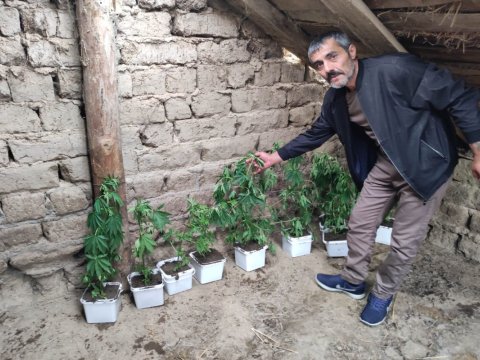 Fermada çətənə yetişdirən şəxs tutuldu