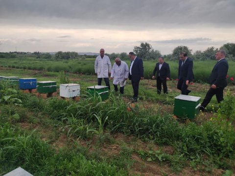 Goranboyda aqrar sahə inkişaf etdirilir - FOTOLAR