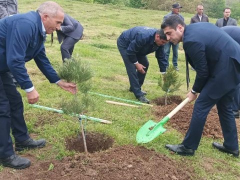 Göygöldə ağacəkmə aksiyası - FOTO