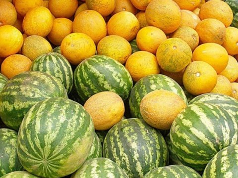 Vaxtında yetişən qarpız-yemiş orqanizm üçün faydalıdır