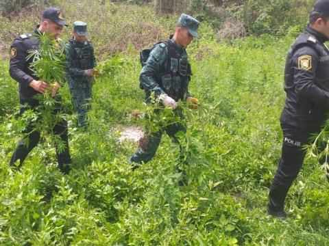 Zəngilanda 2 tondan çox narkotik məhv edilib