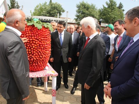 Cəlilabadda çiyələk festivalı keçirilir - FOTOLAR