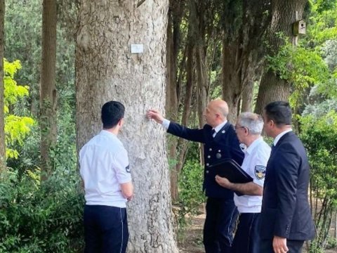 Nəbatat Bağında bəzi ağaclar kəsilir - FOTOLAR