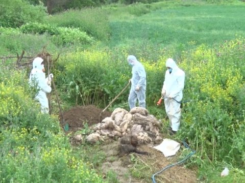 Quduz heyvanın ətini yeyənlərin SON VƏZİYYƏTİ