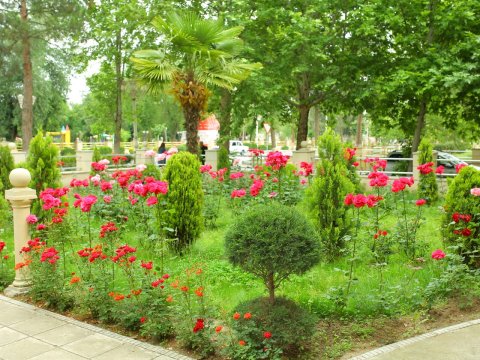 Gül-çiçəyə bürünən Goranboy - FOTOLAR