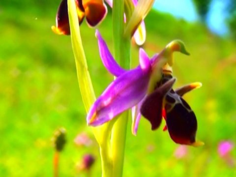 Zəngilanda yeni Xarıbülbül növü tapılıb