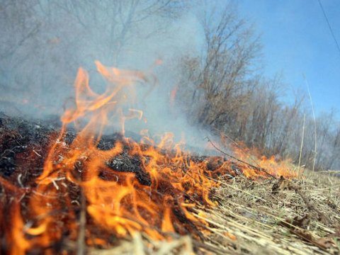 Bakıda qamışlıq ərazi yanır
