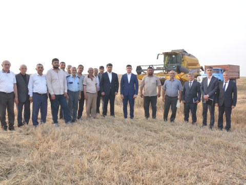 Neftçalanın icra başçısı taxıl biçini sahəsi ilə tanış olub
