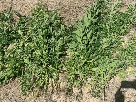 Ağsuda “Xaş-xaş-2023” əməliyyatı