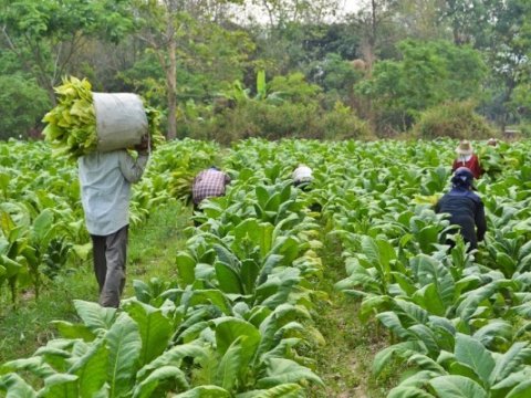 Azərbaycanda tütün əkini 56% artıb