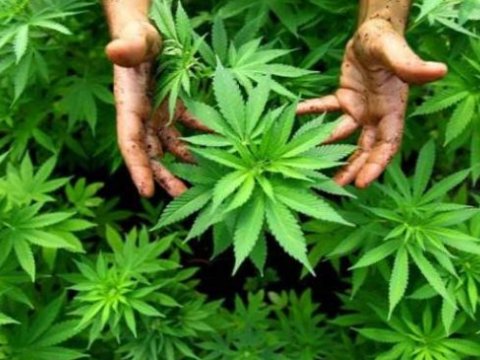 Meşədə narkotik yetişdirən şəxs TUTULDU 