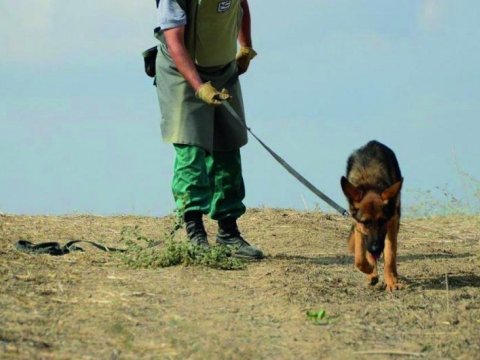Minaaxtaran itlər vergi və gömrük rüsumundan azad edilir