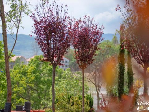 Laçından göz oxşayan FOTOLAR