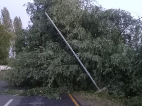 Küləyin aşırdığı ağacın altında qalıb öldü