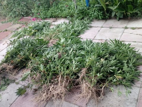 Keçmiş məhkumun həyətində 152 ədəd çətənə kolu AŞKARLANDI