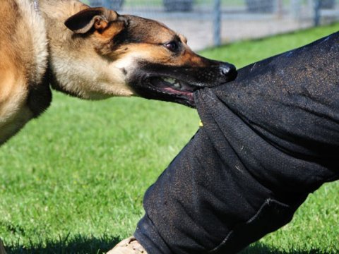 Xaçmazda bir ailənin 4 üzvünü it dişlədi - YENİLƏNİB