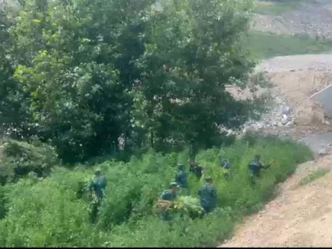 Bir tondan artıq çətənə bitkisi yandırıldı