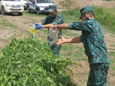 Laçında 1.2 ton narkotik məhv edildi 