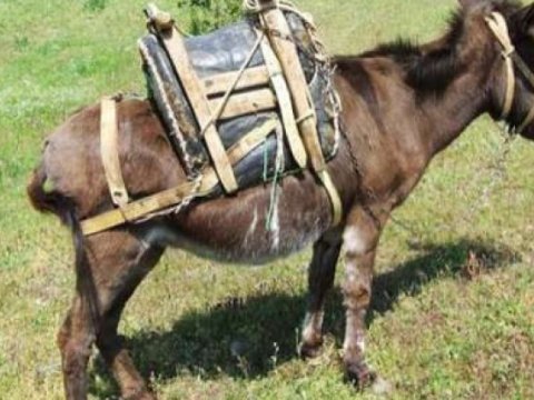 Eşşək Astara sakininin qulağını qopardı