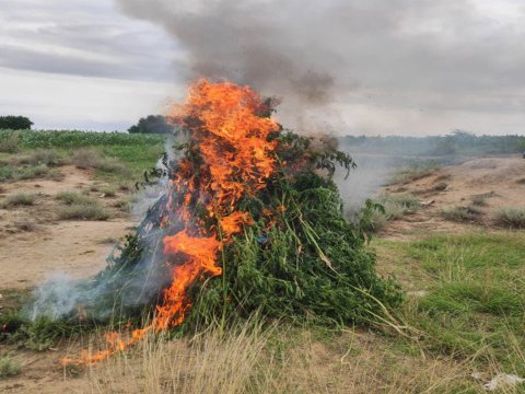 Samuxda 2 tondan çox çətənə kolu məhv edildi