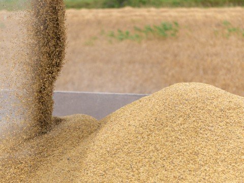 Neftçalada arpa biçini başlayıb - FOTOLAR