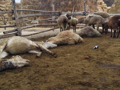 Canavar kəndə hücum edib - Xeyli qoyun tələf olub