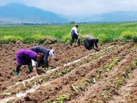 Goranboyda mövsümi işlər uğurla icra olunur