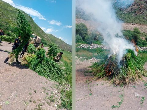Laçında 2 tondan çox çətənə kolu məhv edildi