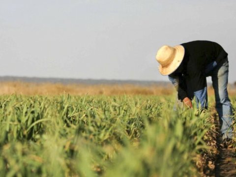 Kənd təsərrüfatı kreditlərinə dair tələblər yumşaldılır