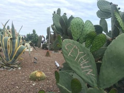 Bulvarda kaktuslar kəsildi - Hüquq-mühafizə orqanlarına müraciət