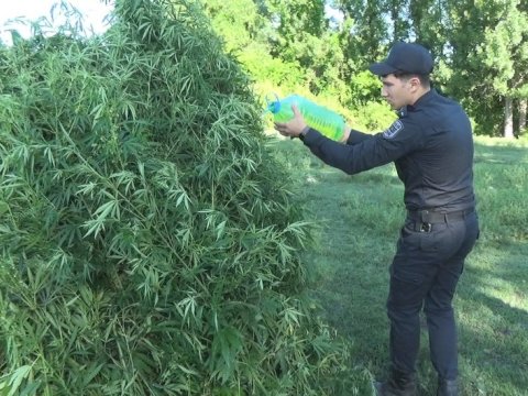 Qəbələdə 4 tondan artıq narkotik YANDIRILDI